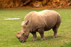 Cabarceno