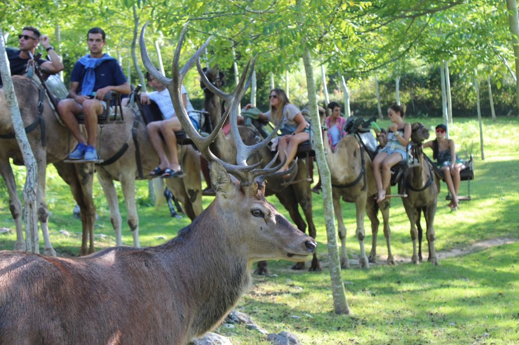 Paseo en camello en plena naturaleza